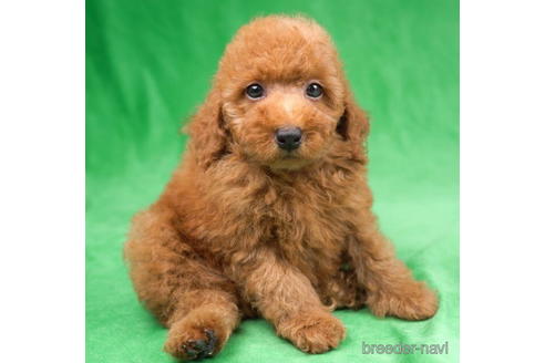 成約済の東京都のトイプードル-192385の1枚目