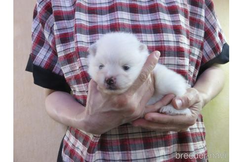 成約済の愛知県のポメラニアン-190378の21枚目