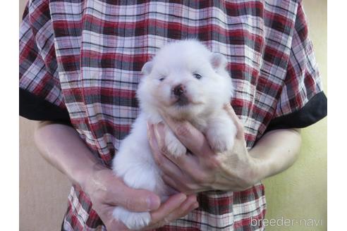 成約済の愛知県のポメラニアン-190378の20枚目