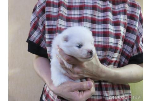 成約済の愛知県のポメラニアン-190378の18枚目