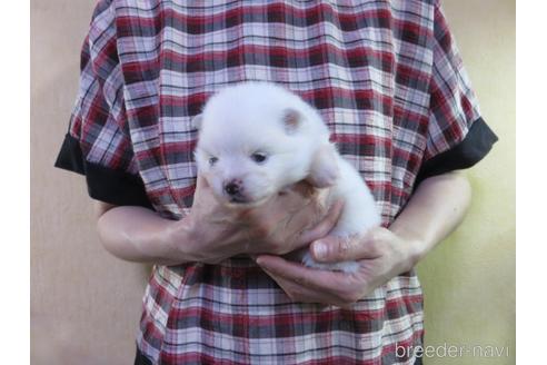 成約済の愛知県のポメラニアン-190378の16枚目