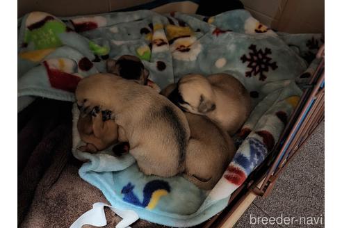 成約済の岡山県のミックス犬-190094の3枚目