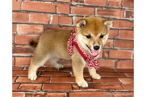 成約済の福岡県の豆柴-190049の8枚目