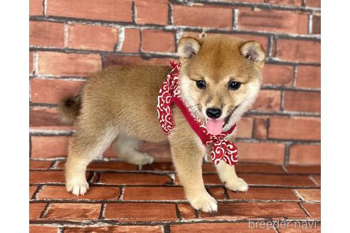 成約済の福岡県の豆柴-190049の7枚目