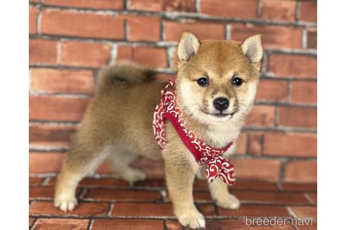 成約済の福岡県の豆柴-190049の1枚目