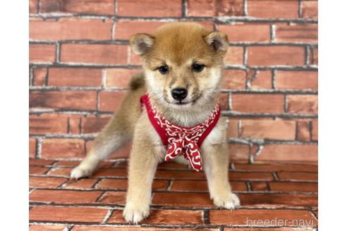 成約済の福岡県の豆柴-190049の6枚目