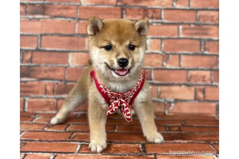 成約済の福岡県の豆柴-190049の5枚目