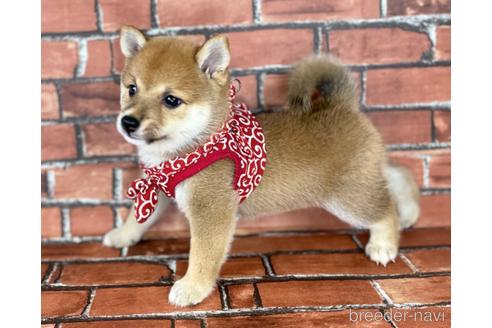 成約済の福岡県の豆柴-190049の4枚目