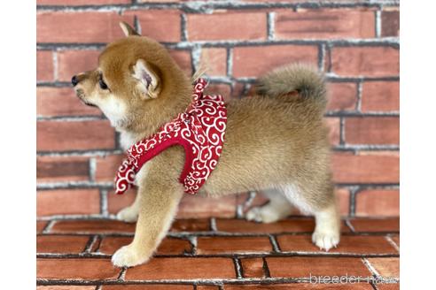 成約済の福岡県の豆柴-190049の3枚目