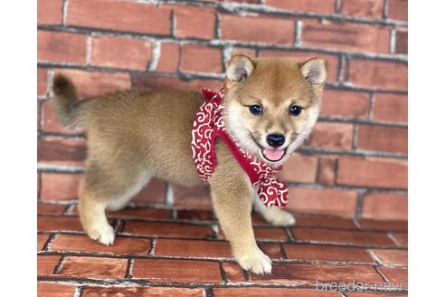 成約済の福岡県の豆柴-190049の2枚目