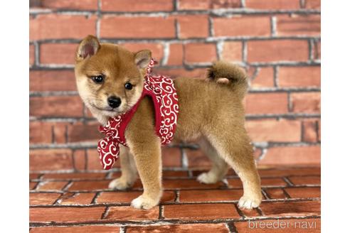 成約済の福岡県の豆柴-190074の11枚目