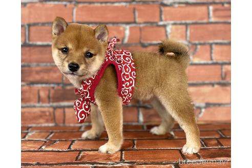 成約済の福岡県の豆柴-190074の10枚目