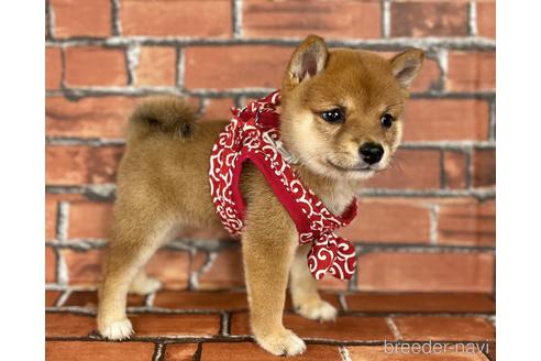 成約済の福岡県の豆柴-190074の9枚目