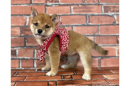 成約済の福岡県の豆柴-190074の8枚目