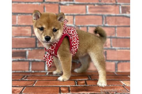 成約済の福岡県の豆柴-190074の7枚目