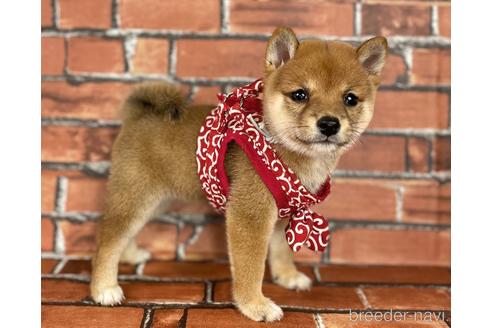 成約済の福岡県の豆柴-190074の6枚目