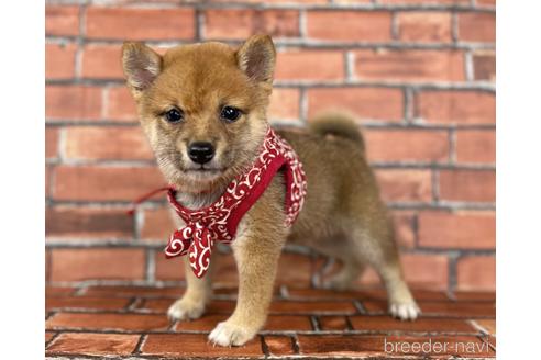 成約済の福岡県の豆柴-190073の11枚目