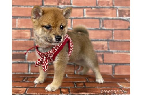 成約済の福岡県の豆柴-190073の10枚目