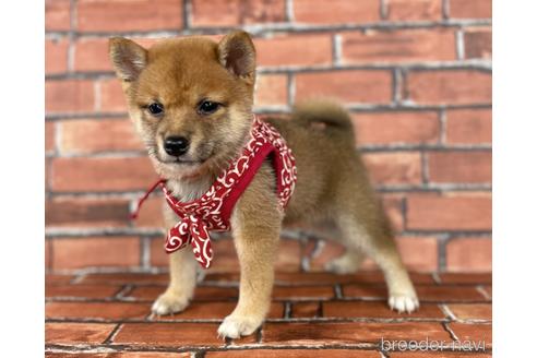 成約済の福岡県の豆柴-190073の9枚目