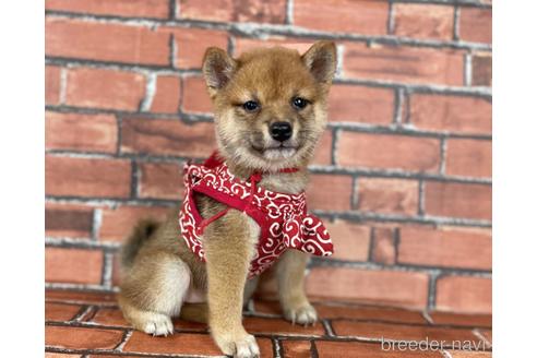 成約済の福岡県の豆柴-190073の8枚目