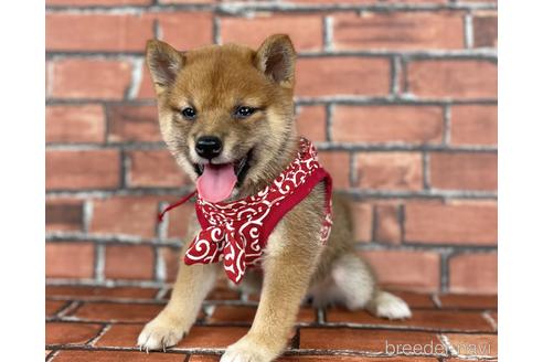 成約済の福岡県の豆柴-190073の7枚目