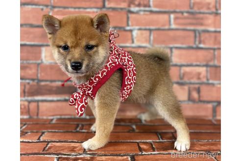 成約済の福岡県の豆柴-190073の6枚目