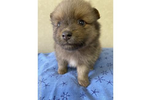 成約済の三重県のポメラニアン-192493の2枚目