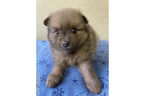 成約済の三重県のポメラニアン-192493の1枚目