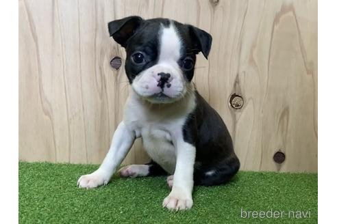 成約済の愛知県のボストンテリア-190646