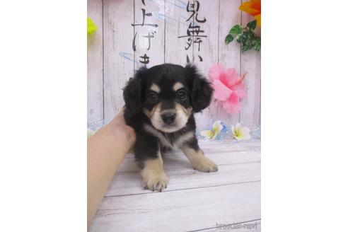 成約済の鳥取県のチワックス:チワワ×ミニチュアダックスフンド-185879の1枚目