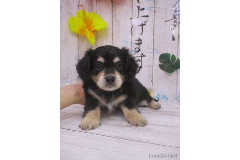 成約済の鳥取県のチワックス:チワワ×ミニチュアダックスフンド-185879の3枚目