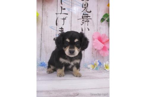 成約済の鳥取県のチワックス:チワワ×ミニチュアダックスフンド-185879の2枚目