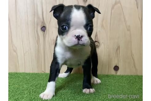 成約済の愛知県のボストンテリア-190650