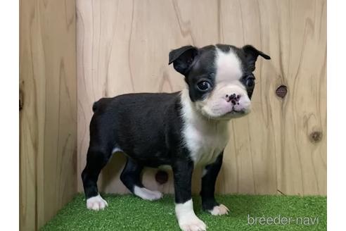 成約済の愛知県のボストンテリア-190650の2枚目