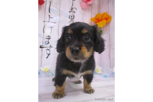 成約済の鳥取県のチワックス:チワワ×ミニチュアダックスフンド-185878の2枚目