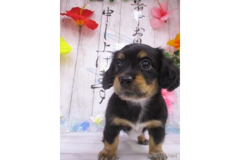 成約済の鳥取県のチワックス:チワワ×ミニチュアダックスフンド-185878の3枚目