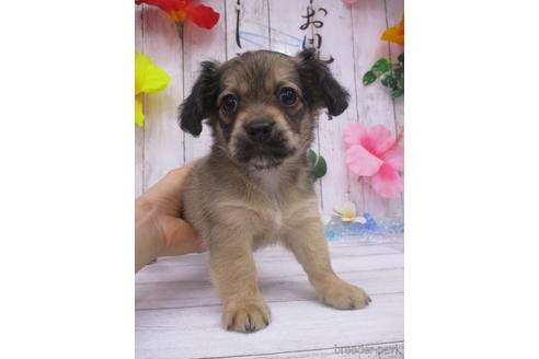 成約済の鳥取県のチワックス:チワワ×ミニチュアダックスフンド-185877の1枚目