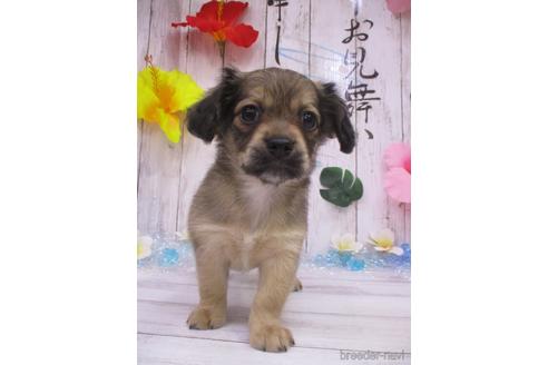 成約済の鳥取県のチワックス:チワワ×ミニチュアダックスフンド-185877の2枚目