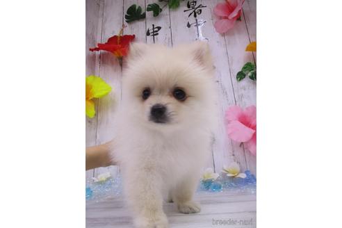 成約済の鳥取県のポメラニアン-185882の2枚目