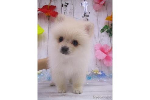 成約済の鳥取県のポメラニアン-185882の3枚目