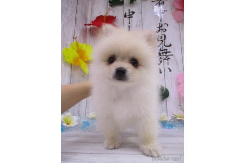 成約済の鳥取県のポメラニアン-185882