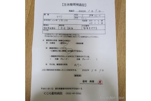 成約済の愛知県のチワワ(スムースコート)-191165の7枚目