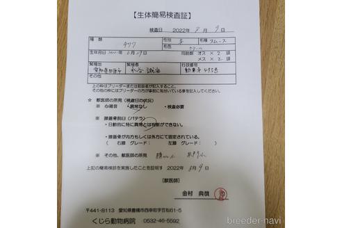 成約済の愛知県のチワワ(スムースコート)-191181の8枚目