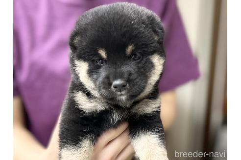 成約済の愛知県の柴犬-190582の1枚目