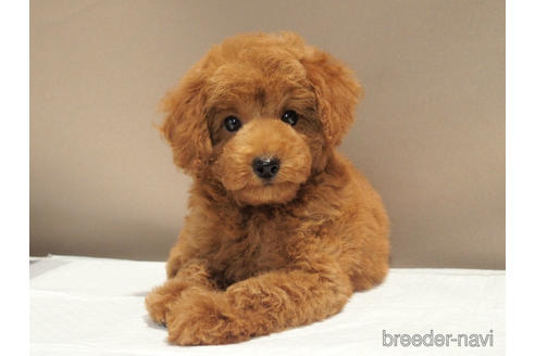 成約済の愛知県のトイプードル-192528の1枚目