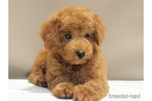 成約済の愛知県のトイプードル-192528の8枚目