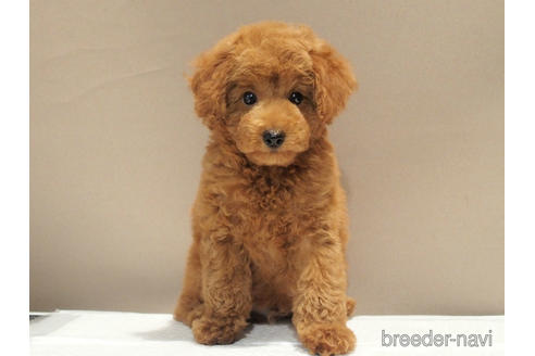 成約済の愛知県のトイプードル-192528の7枚目