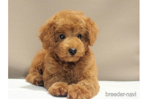 成約済の愛知県のトイプードル-192528の5枚目