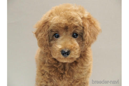 成約済の愛知県のトイプードル-192528の4枚目