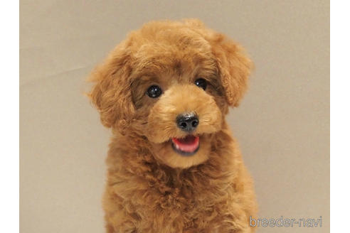 成約済の愛知県のトイプードル-192528の3枚目